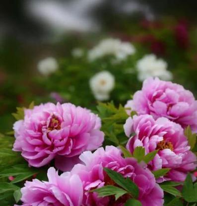 哪种花卉的花期最长？