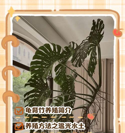 换盆时龟背竹的正确处理方法是什么？