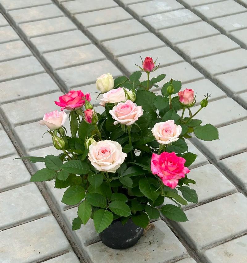盆栽月季花用什么肥可以使其花开不断？