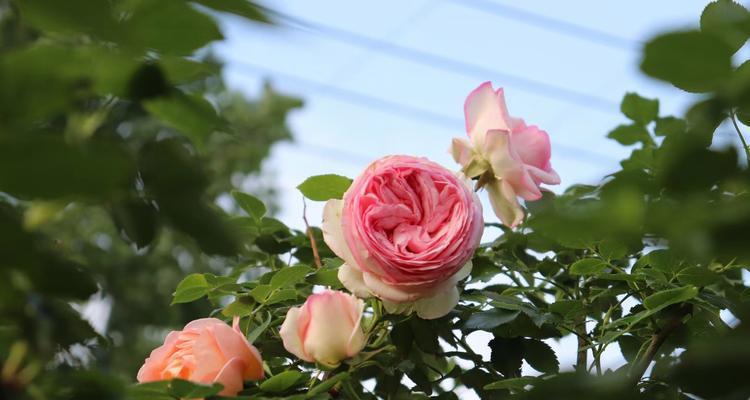 盆栽月季花用什么肥可以使其花开不断？