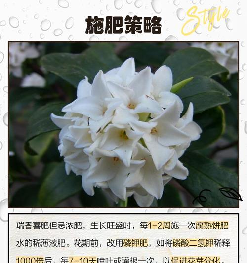 瑞香冬季养护的要点和技巧？