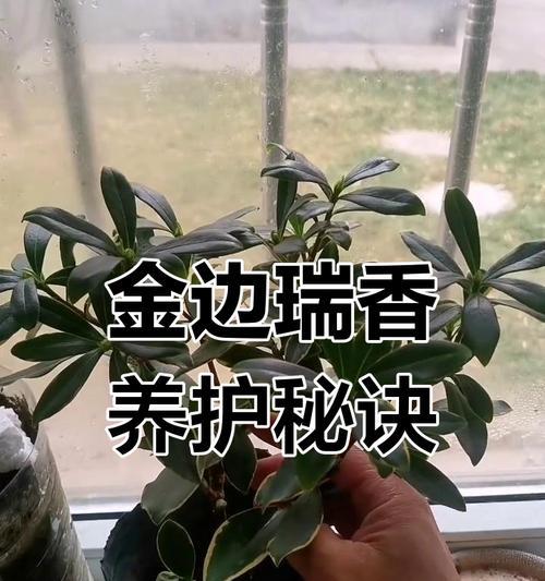 瑞香冬季养护的要点和技巧？