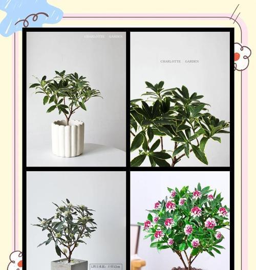 瑞香冬季养护的要点和技巧？