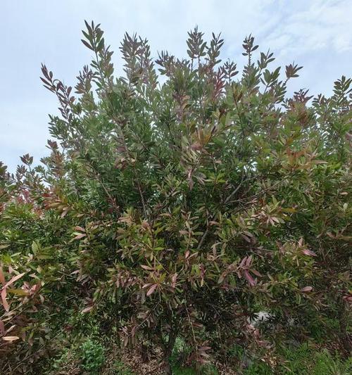 红千层有哪些品种？红千层的种植技巧是什么？