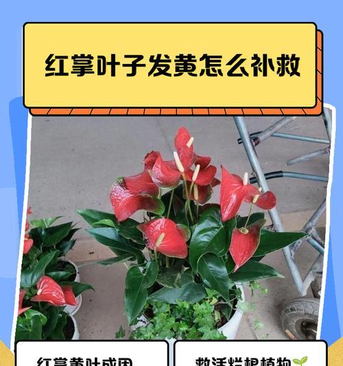 红掌冬季浇水的注意事项是什么？