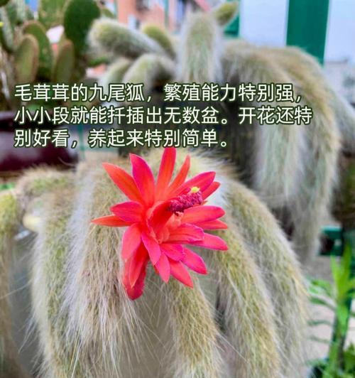 旱金莲怎么播种？旱金莲的播种技巧有哪些？