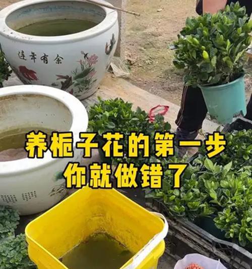 花卉问题解决方法有哪些？