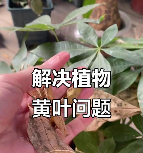花卉问题解决方法有哪些？
