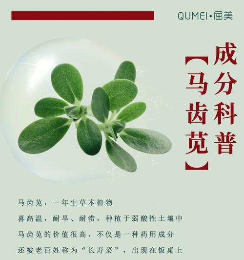 马齿笕的植物学特征是什么？马齿笕的种植和养护方法有哪些？
