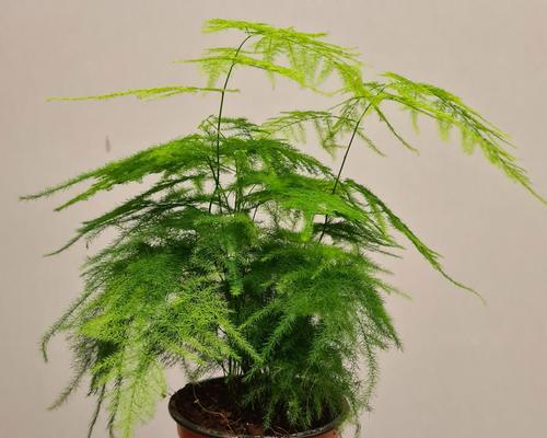 哪些植物特别喜欢湿润环境？