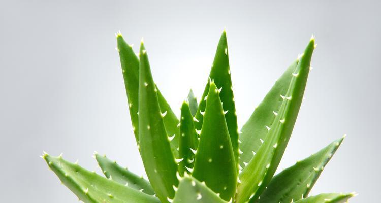 哪些植物特别喜欢湿润环境？