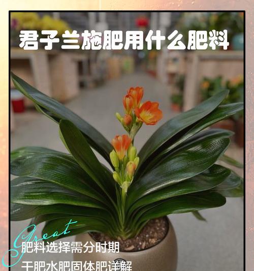 什么品种的君子兰好？如何选择最佳君子兰品种？