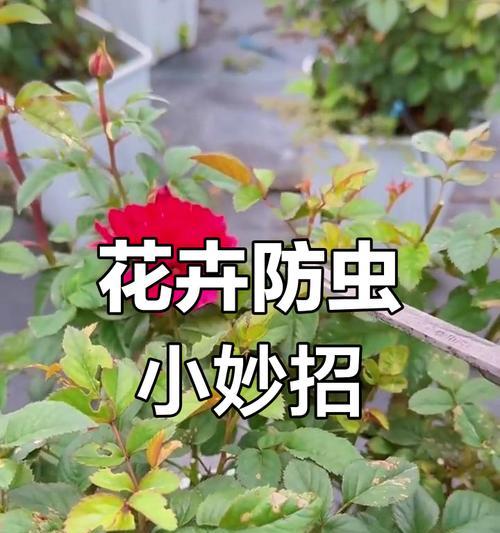 蚜虫侵害植物时应如何有效处理？