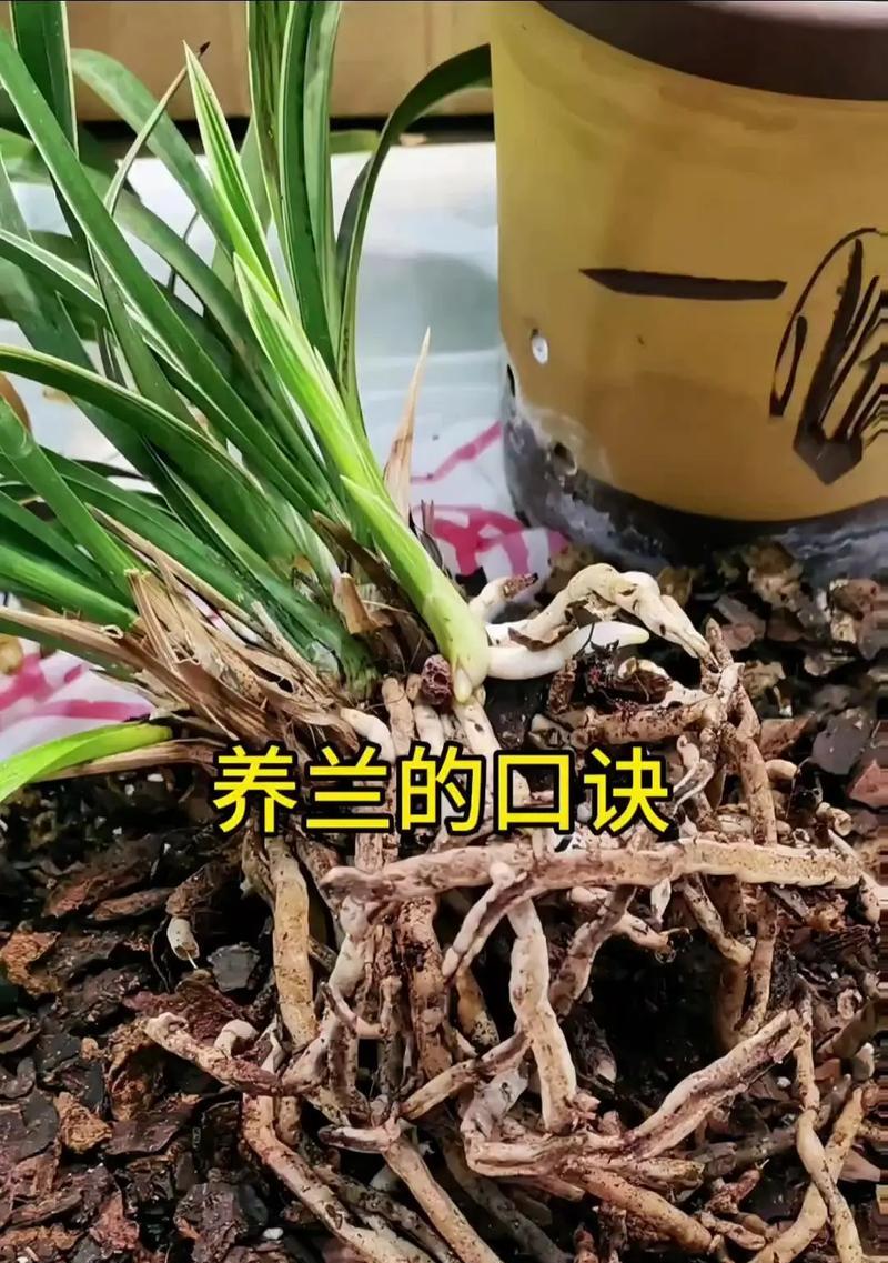 贵兰花的养护技巧和注意事项是什么？