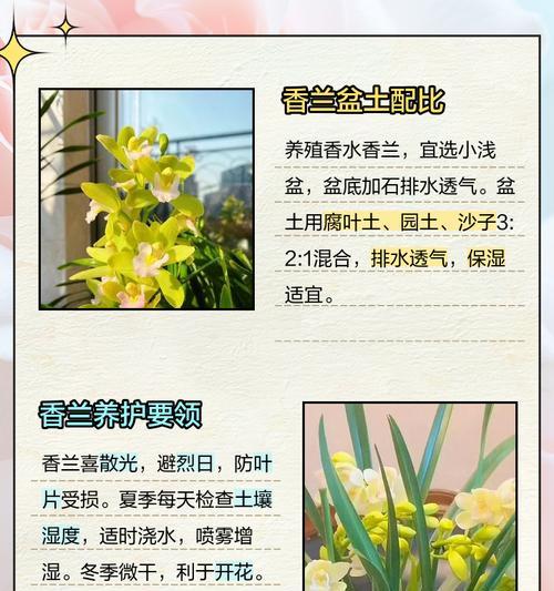 贵兰花的养护技巧和注意事项是什么？