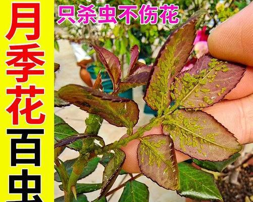 蔷薇遭受虫害的处理方法是什么？如何有效预防？