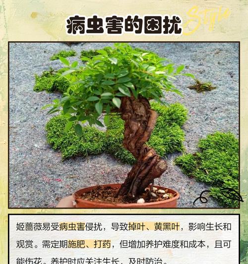 蔷薇遭受虫害的处理方法是什么？如何有效预防？