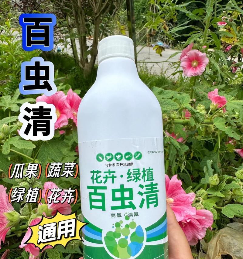 蔷薇遭受虫害的处理方法是什么？如何有效预防？
