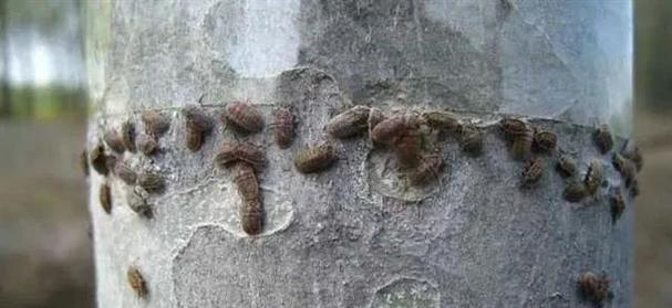 石榴树生虫了怎么治？有效防治方法有哪些？