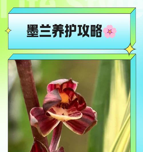 墨兰配土的正确方法是什么？