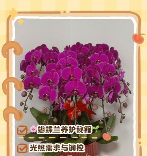 蝴蝶兰的养殖技巧有哪些？如何让其开花？