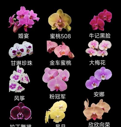 蝴蝶兰的养殖技巧有哪些？如何让其开花？