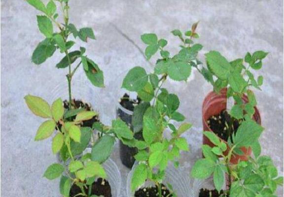 露薇花繁殖的步骤是什么？怎样才能提高成功率？