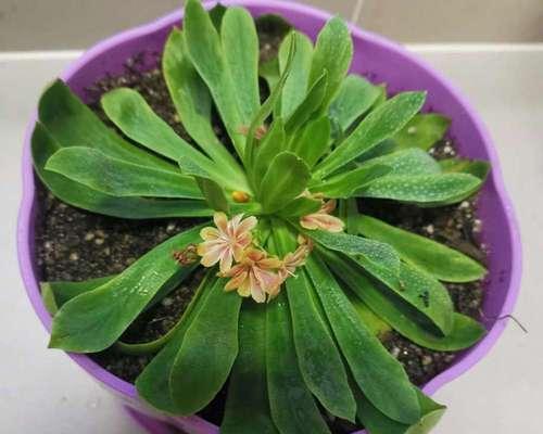 露薇花繁殖的步骤是什么？怎样才能提高成功率？