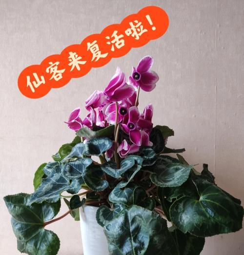仙客来球茎腐烂了怎么办？
