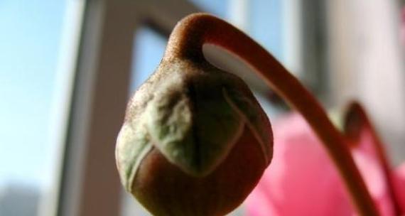 仙客来球茎腐烂了怎么办？