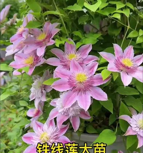 铁线莲开花的秘诀是什么？