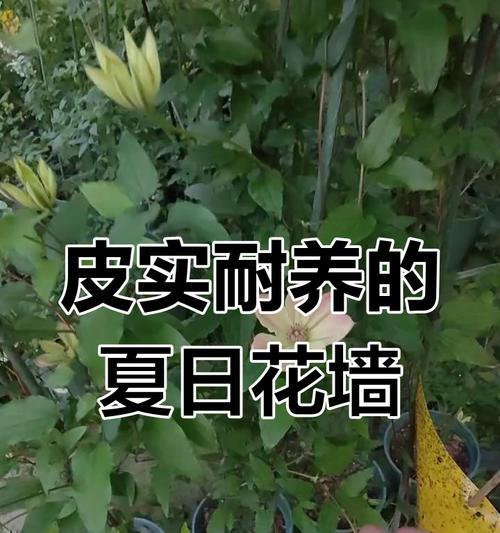 铁线莲开花的秘诀是什么？