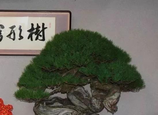 盆松树的品种有哪些？盆松树的养护和修剪技巧是什么？