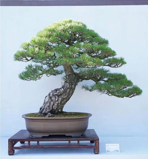 盆松树的品种有哪些？盆松树的养护和修剪技巧是什么？
