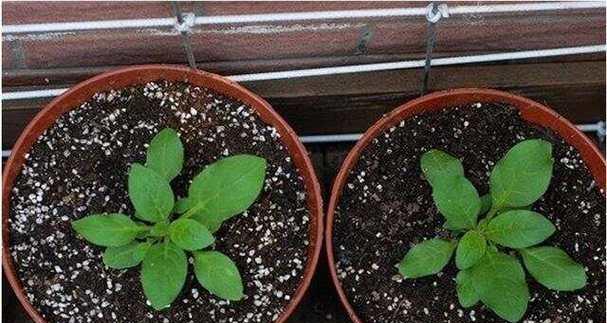 大丽花繁殖方法有哪些？繁殖过程中需要注意什么？