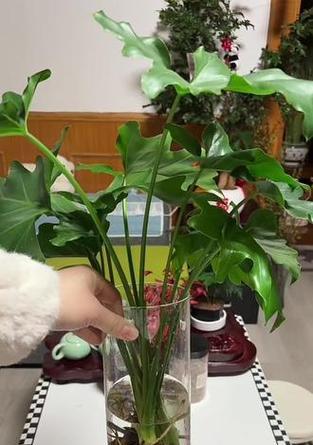 哪些植物喜阴又喜水？喜阴喜水植物有哪些？