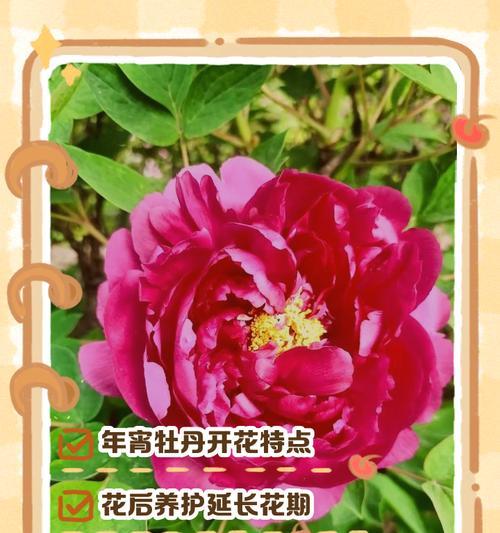 牡丹花的养殖方法和注意事项有哪些？