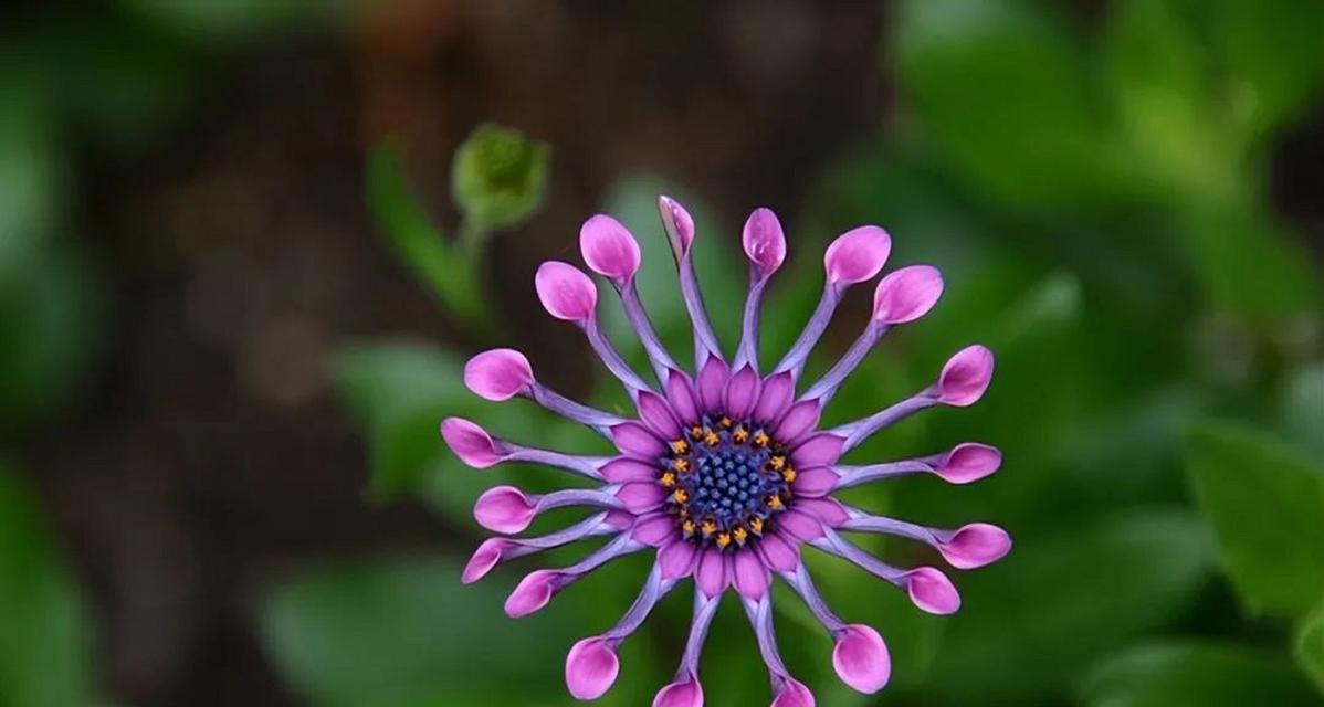 花卉的品种有哪些？如何选择适合自己的花卉品种？