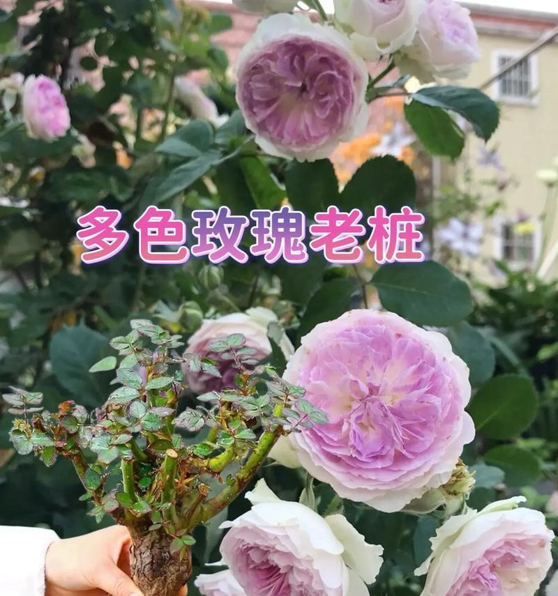 花卉的品种有哪些？如何选择适合自己的花卉品种？