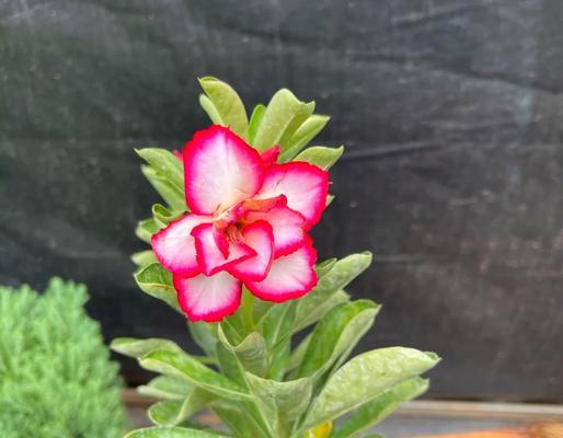 玫瑰种植需要注意哪些事项？如何确保玫瑰茁壮成长？