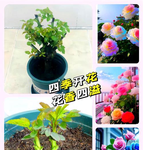 玫瑰种植需要注意哪些事项？如何确保玫瑰茁壮成长？