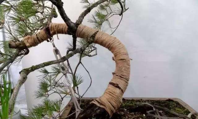 松树造型的技巧有哪些？如何打造完美形态？