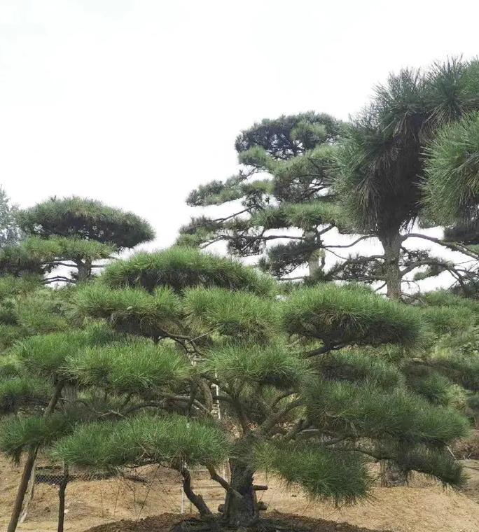 松树造型的技巧有哪些？如何打造完美形态？