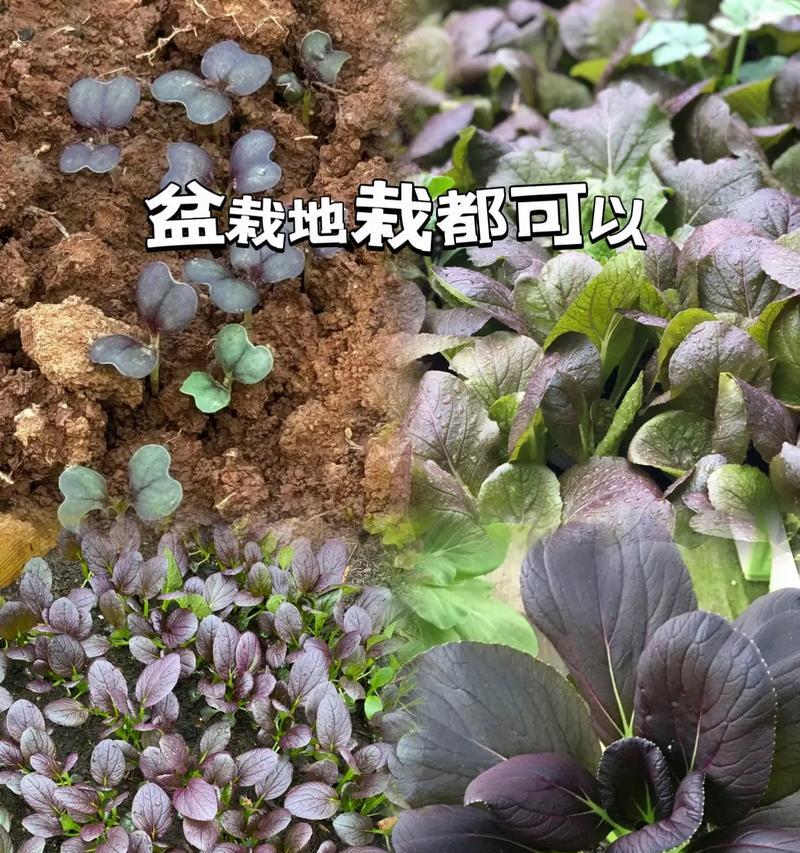 紫罗兰播种的正确步骤是什么？
