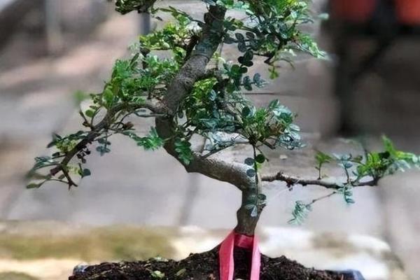 清香木的养殖方法？清香木怎么样才能长得好？