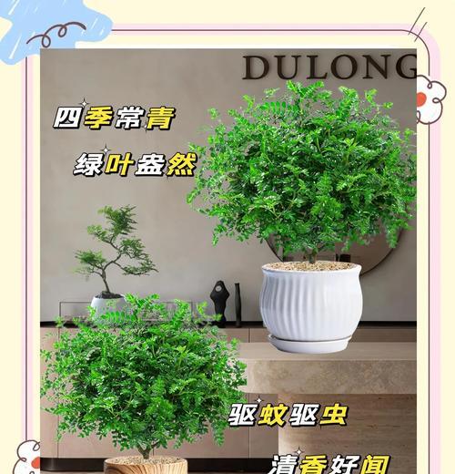 清香木的养殖方法？清香木怎么样才能长得好？