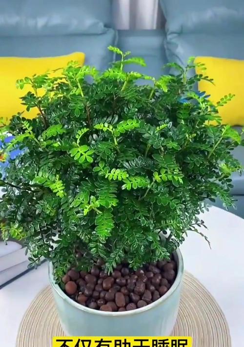 清香木的养殖方法？清香木怎么样才能长得好？