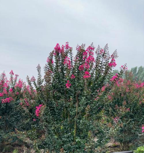 紫薇种植方法是什么？紫薇种植的步骤有哪些？