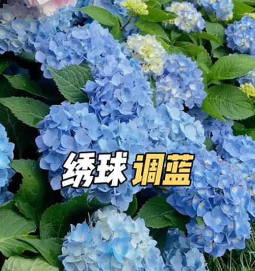 如何将绣球花变蓝？需要哪些条件和步骤？