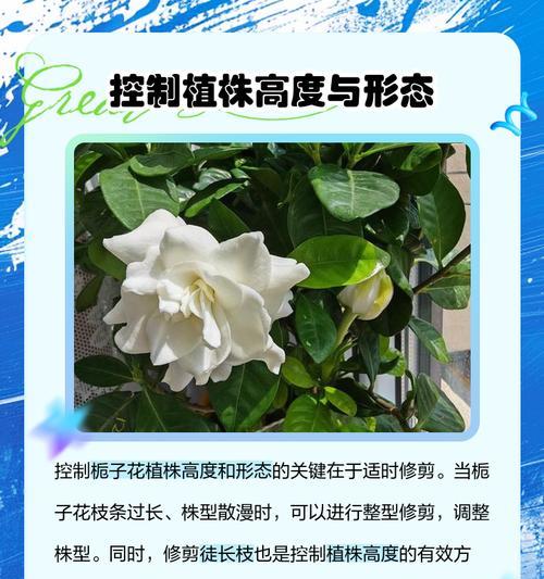 栀子花修剪的最佳时间是什么时候？